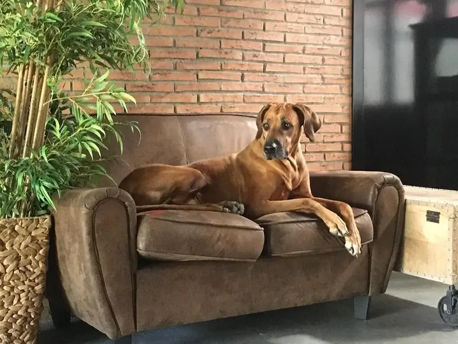 Un perro tumbado en el sofá de cuero del local